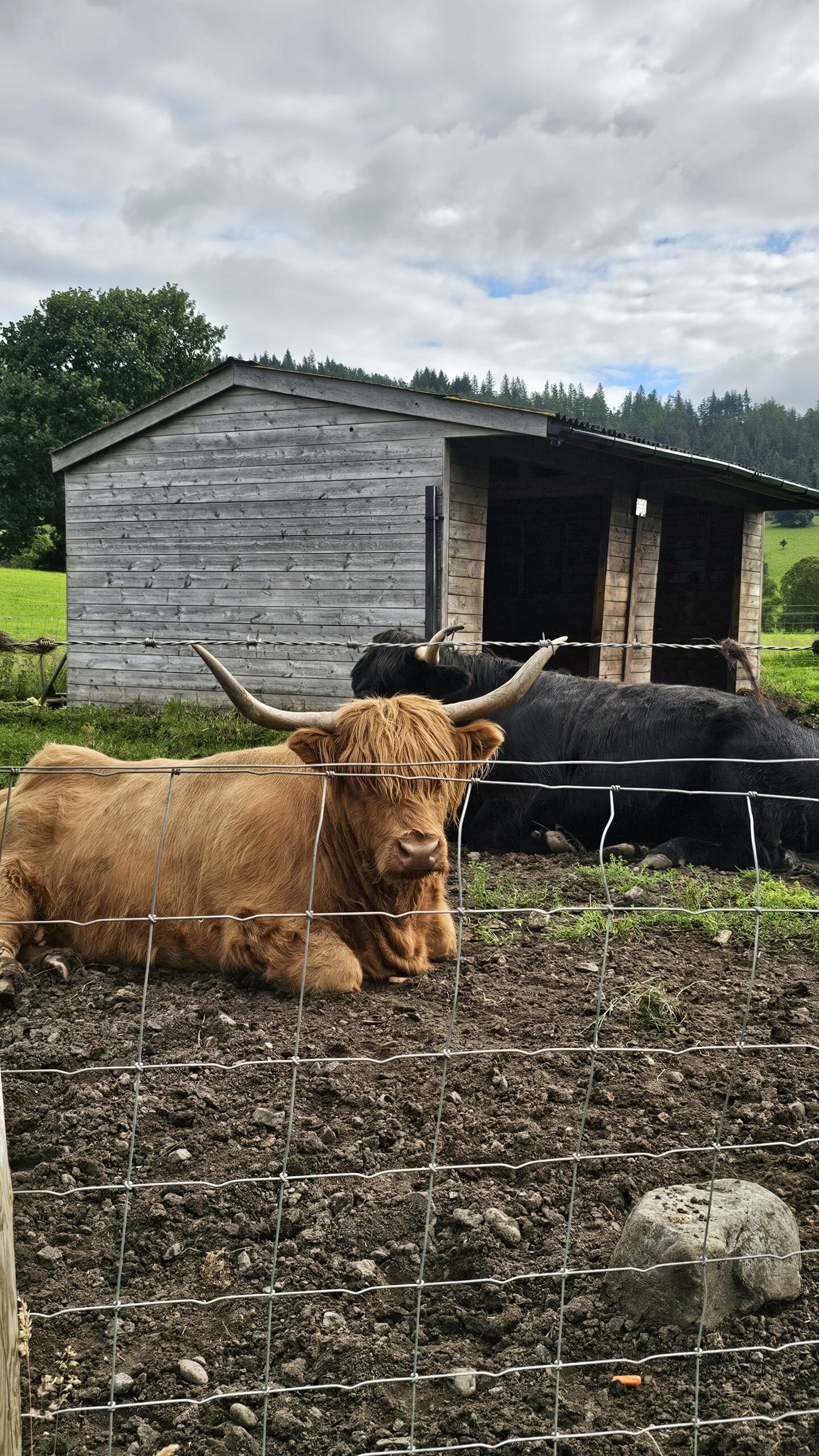 Highland Cows, vacas escocesas peludas de chifres grandes e pelagem ruiva, durante o tour pelas Highlands.