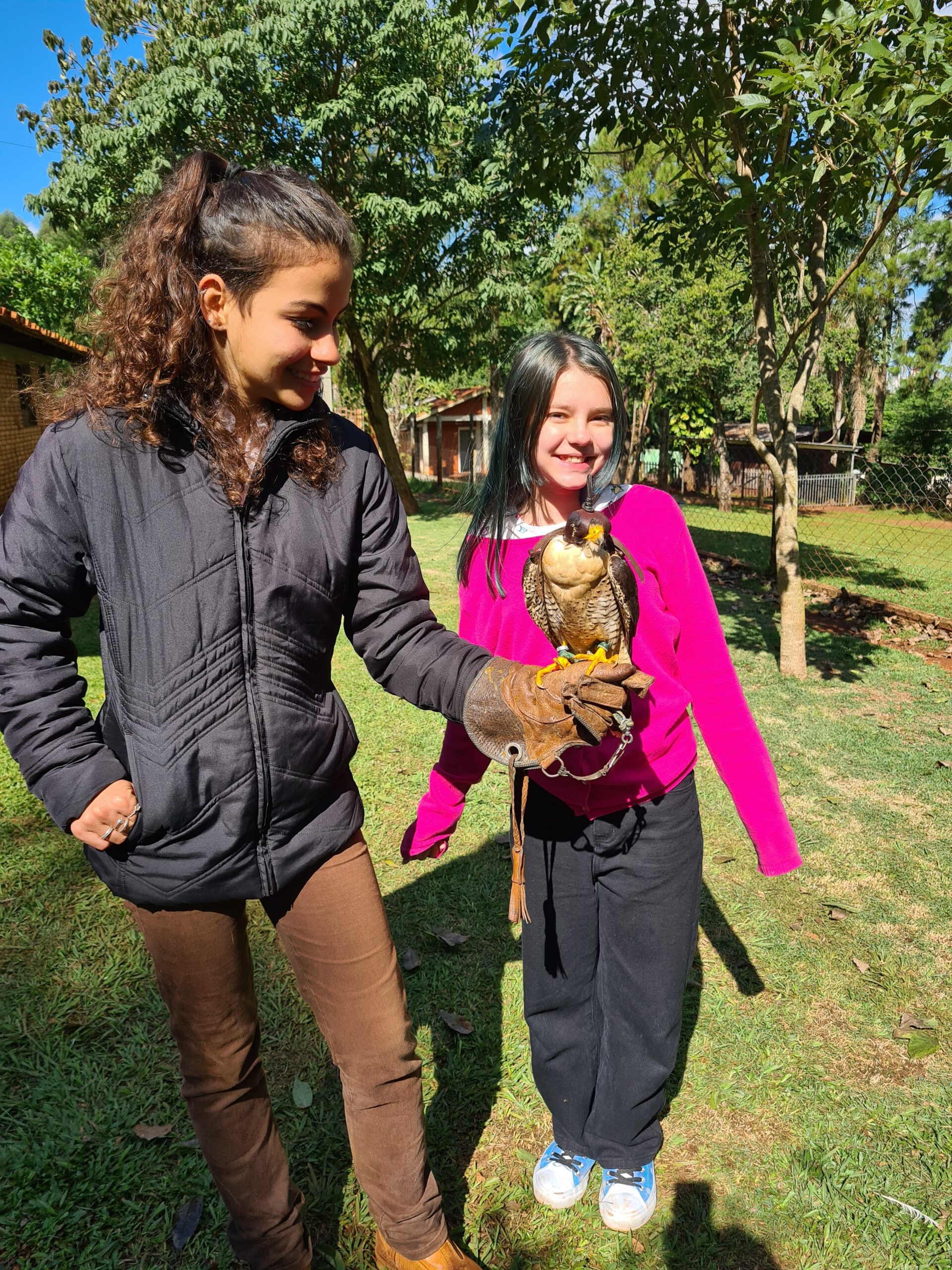 Falcão em apresentação de voo livre no Dreams Zoo Park em Foz do Iguaçu, atividade educativa sobre falcoaria