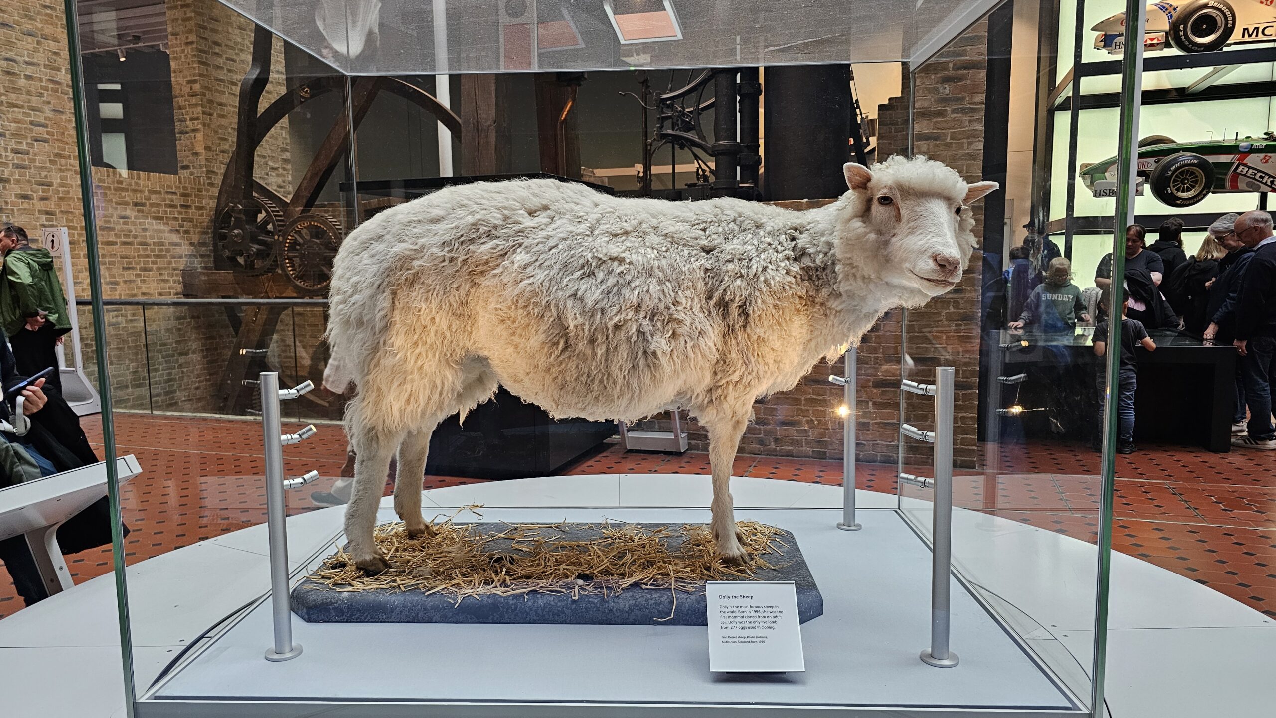 Ovelha Dolly, o primeiro mamífero clonado da história, exposta no Museu Nacional da Escócia.