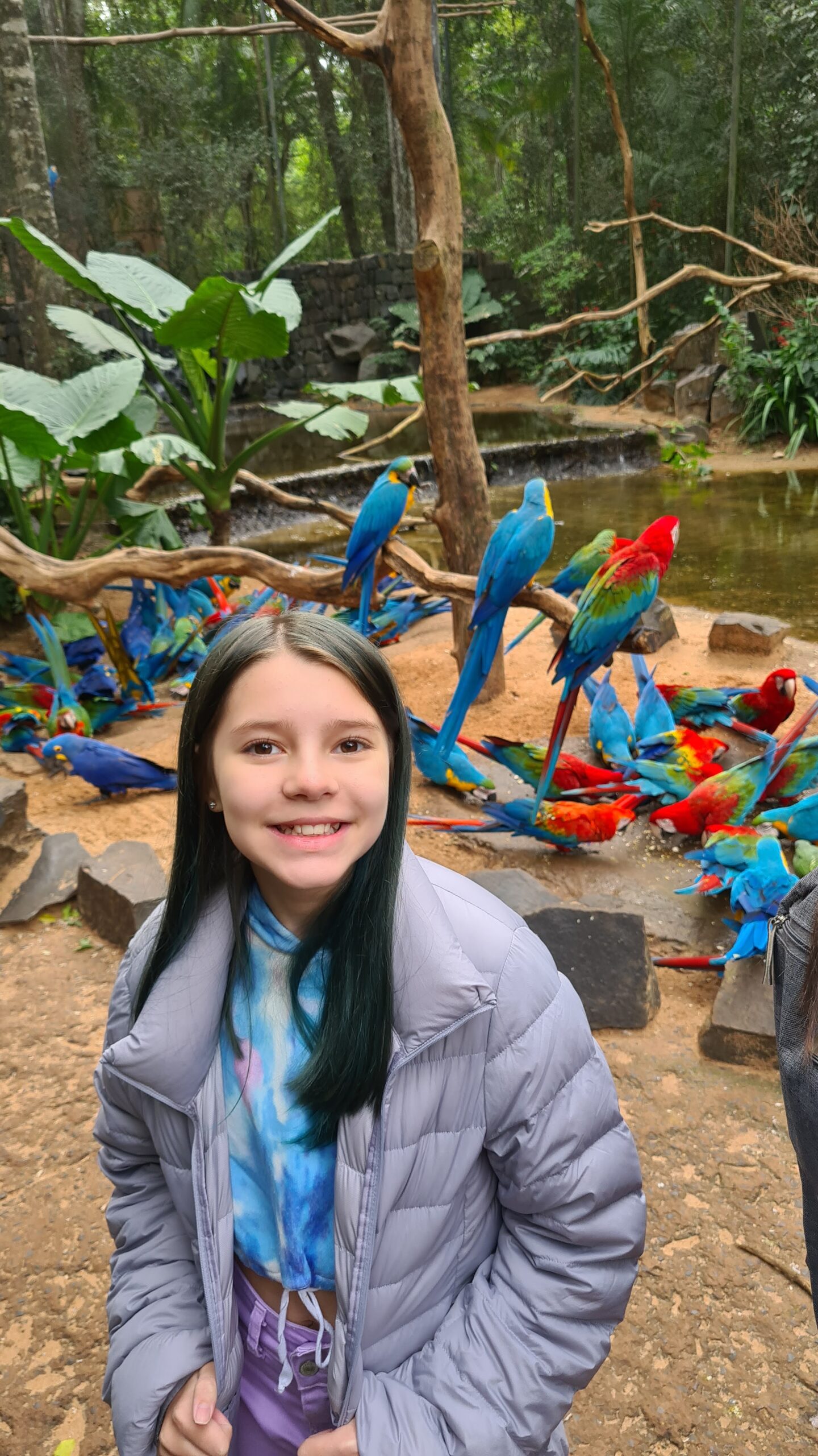 Aves em viveiro imersivo no Parque das Aves de Foz do Iguaçu, o maior santuário de aves da América Latina